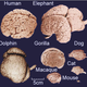 Illustration for article titled How Did Brains Evolve?